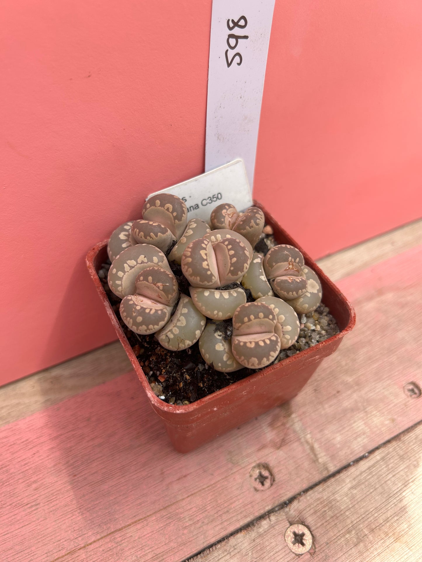 Lithops otzeniana (598)