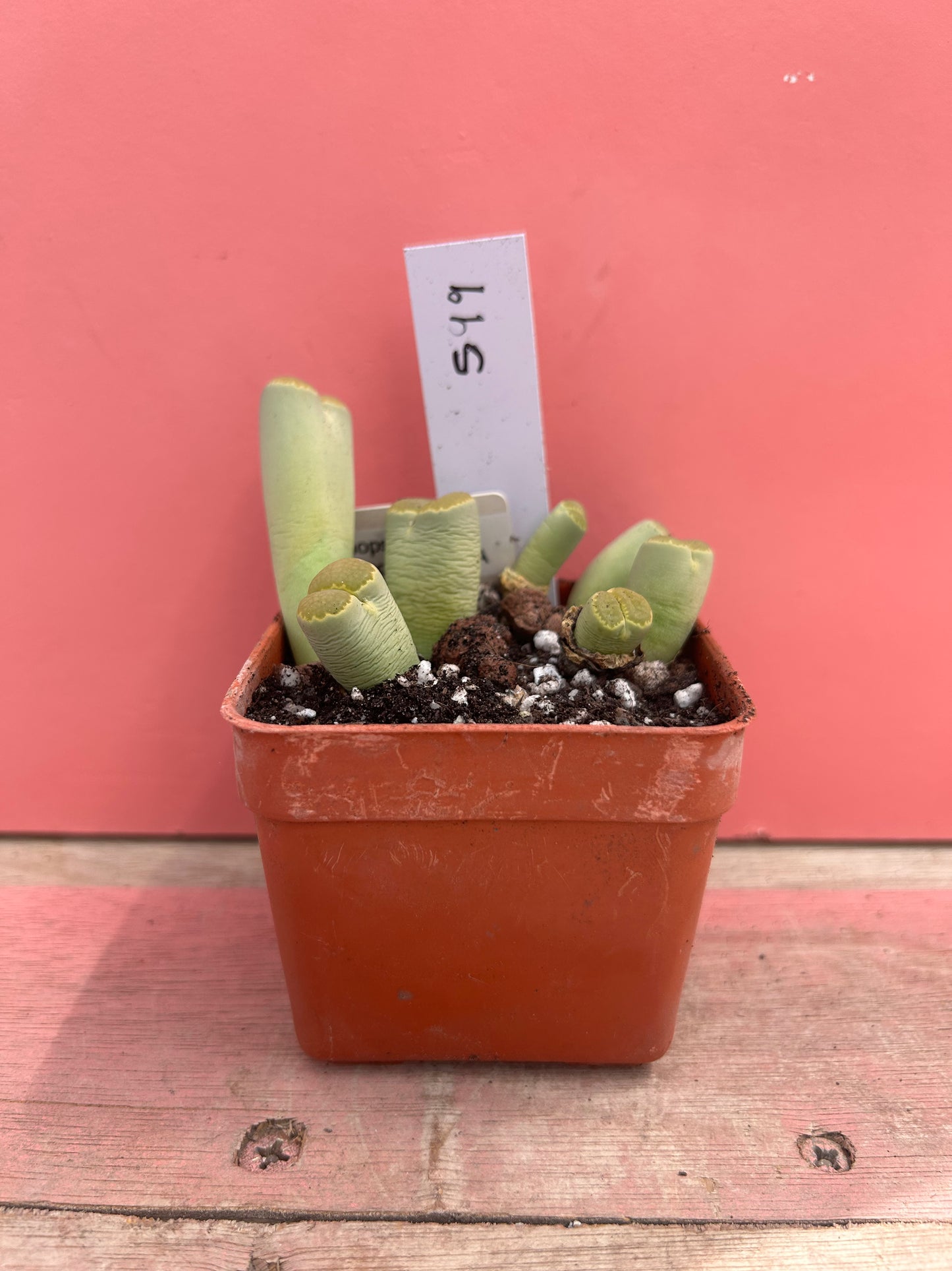 Lithops malachit (599)