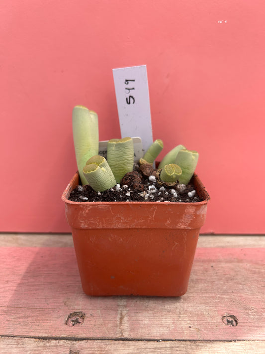 Lithops malachit (599)