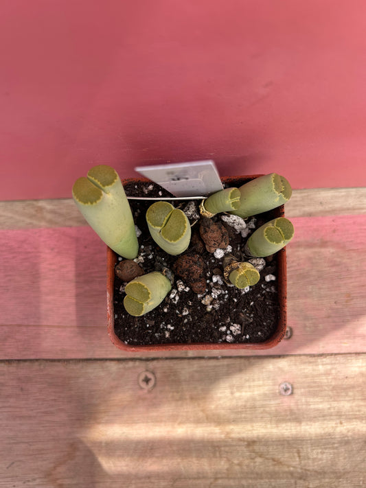 Lithops malachit (599)