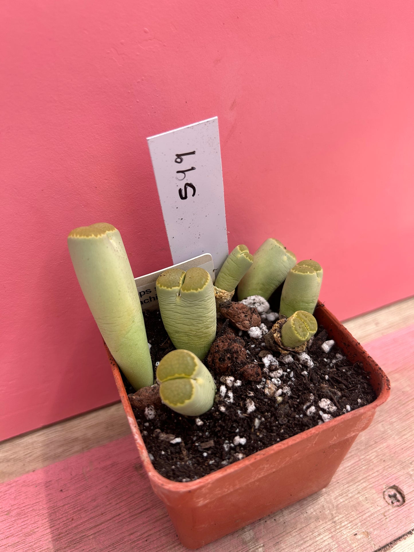 Lithops malachit (599)