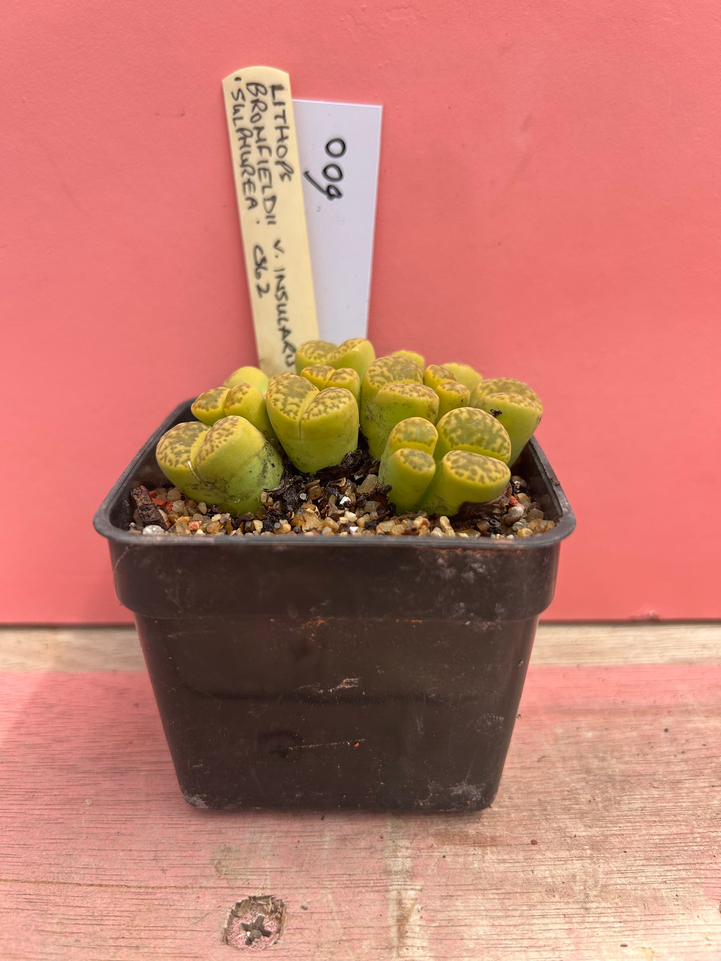 Lithops bromfeldii 'sulphurea' (600)