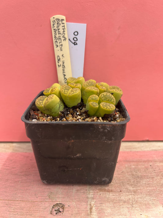 Lithops bromfeldii 'sulphurea' (600)