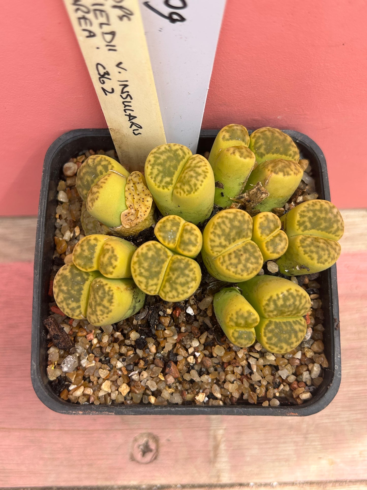 Lithops bromfeldii 'sulphurea' (600)