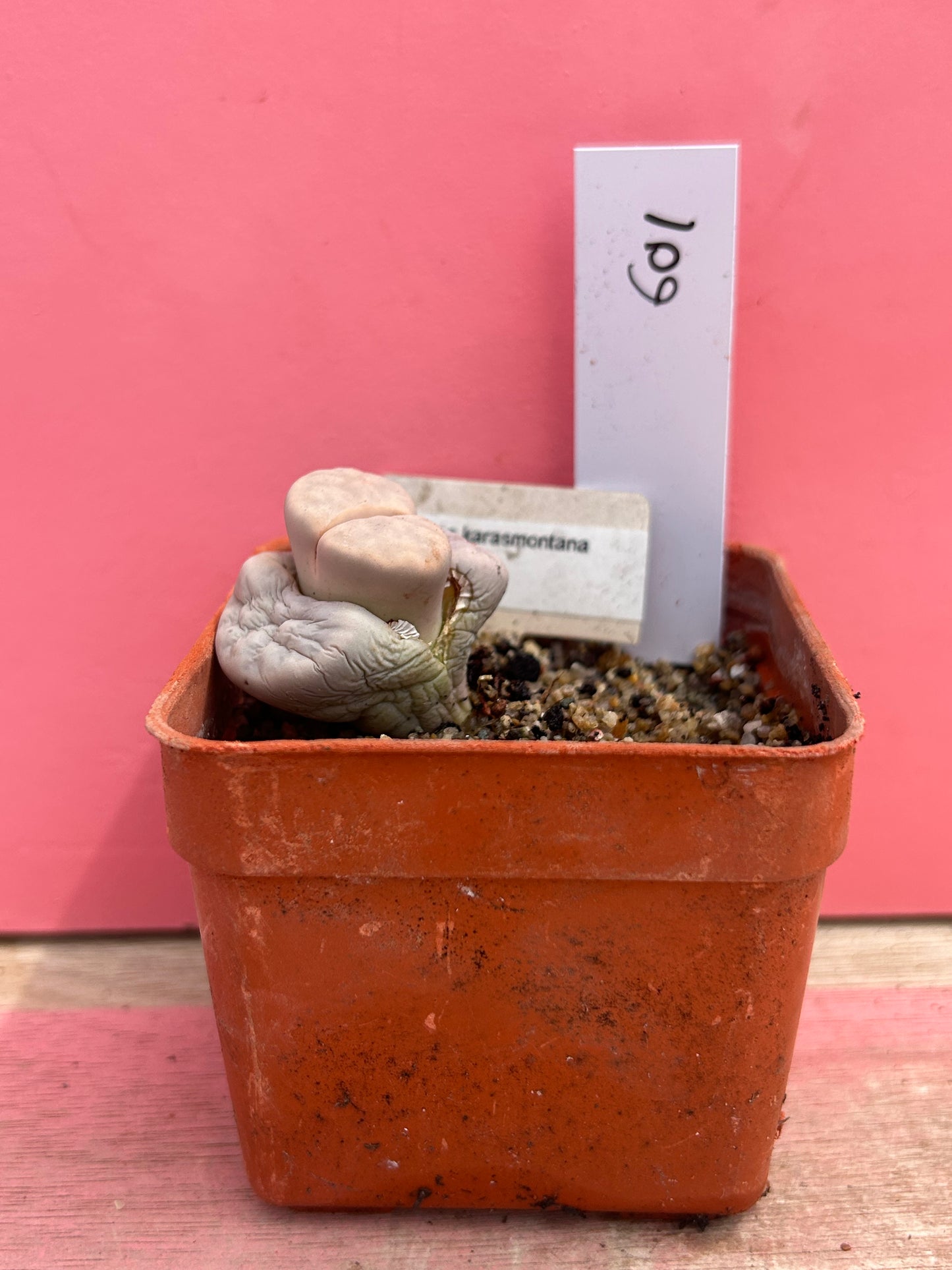 Lithops karasmontana opalina (601)