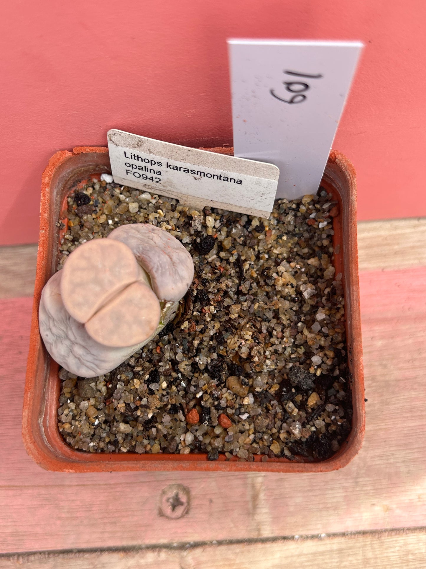 Lithops karasmontana opalina (601)