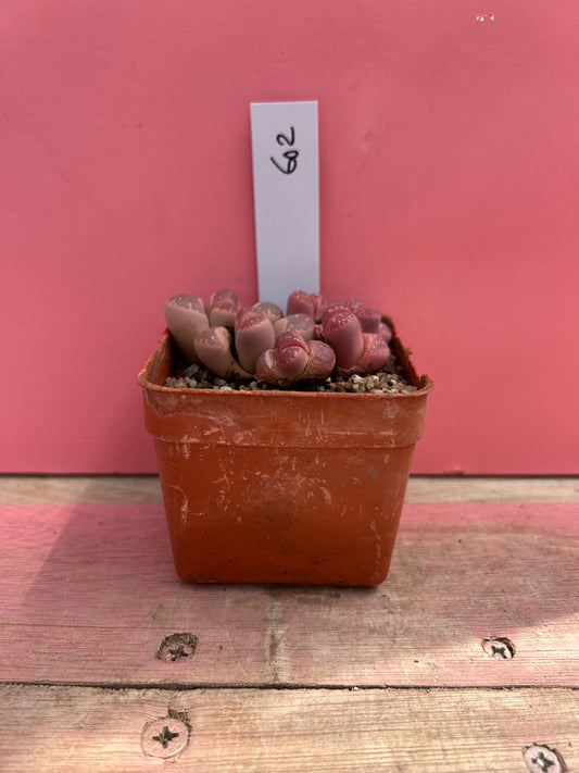 Lithops otleniana (602)