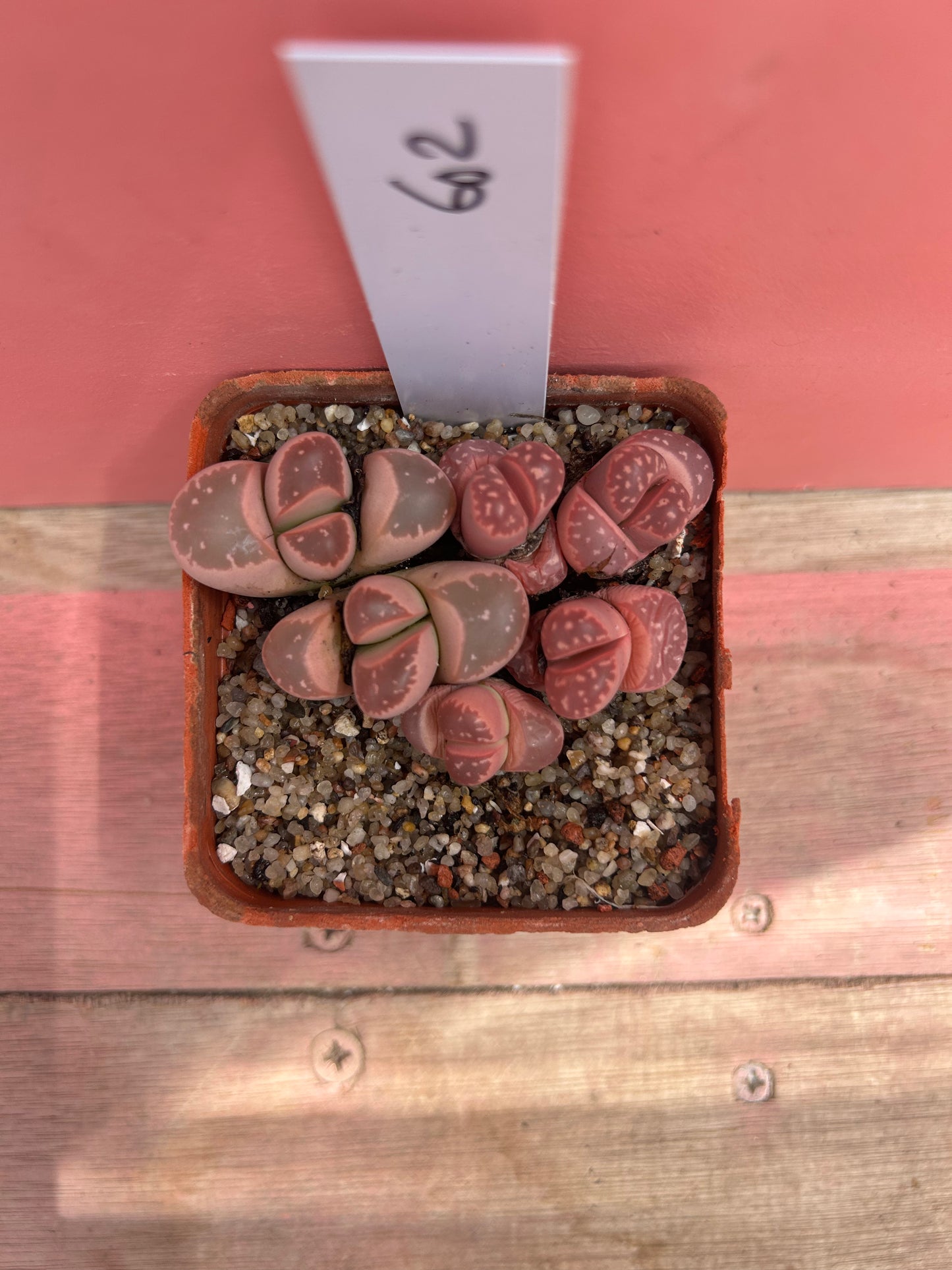 Lithops otleniana (602)