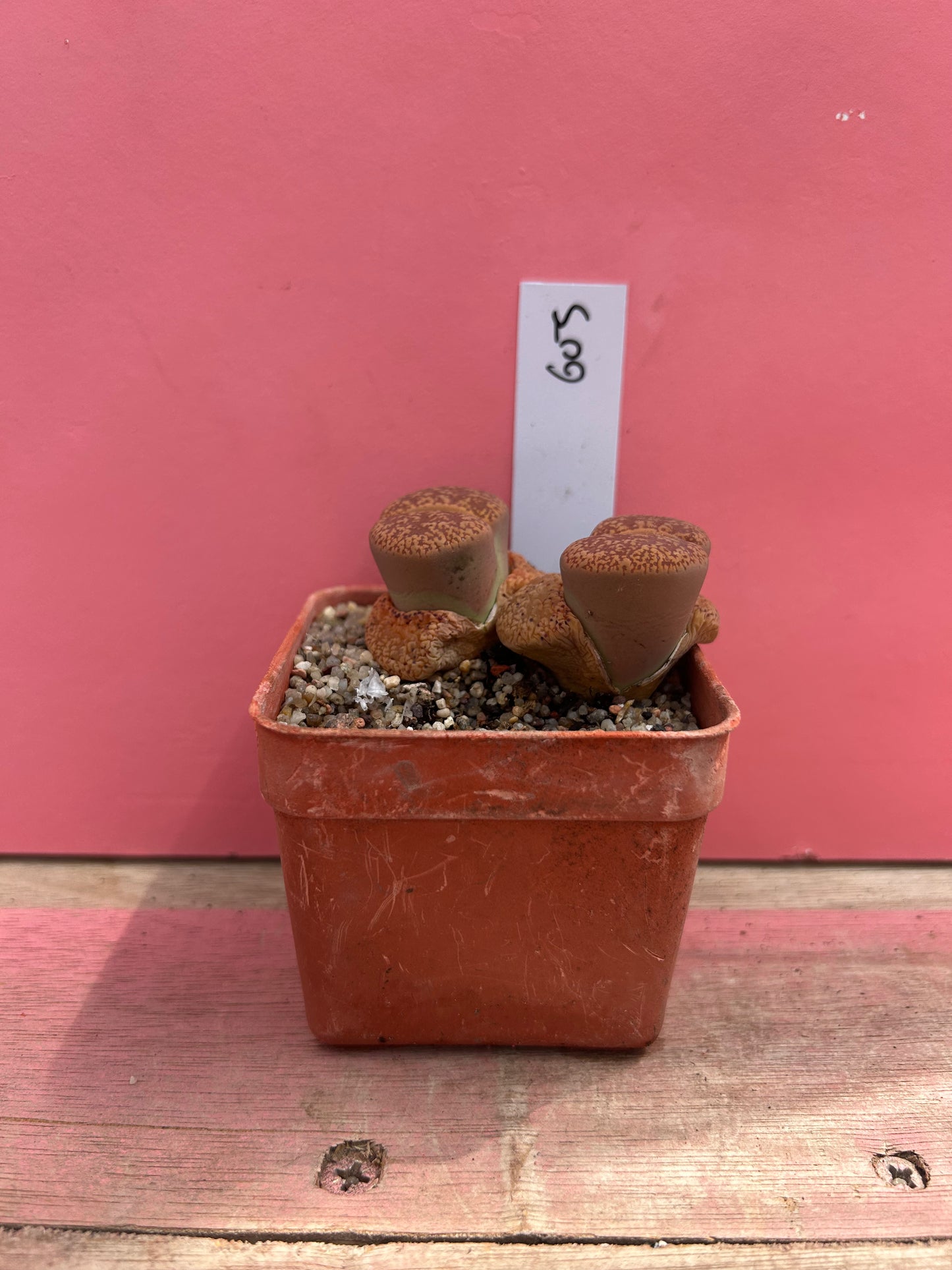 Lithops aucampiae 'dark wine' (603)