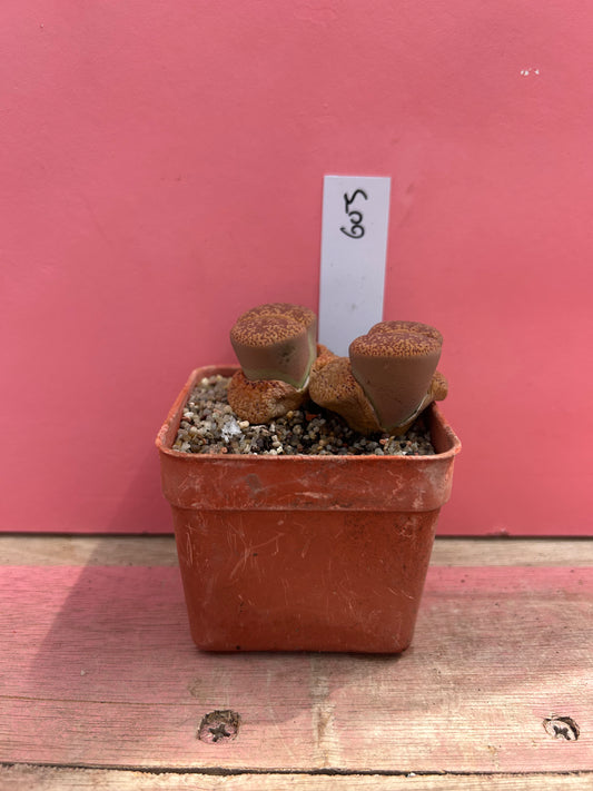 Lithops aucampiae 'dark wine' (603)