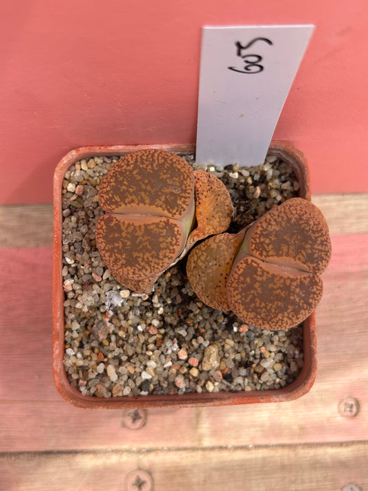 Lithops aucampiae 'dark wine' (603)