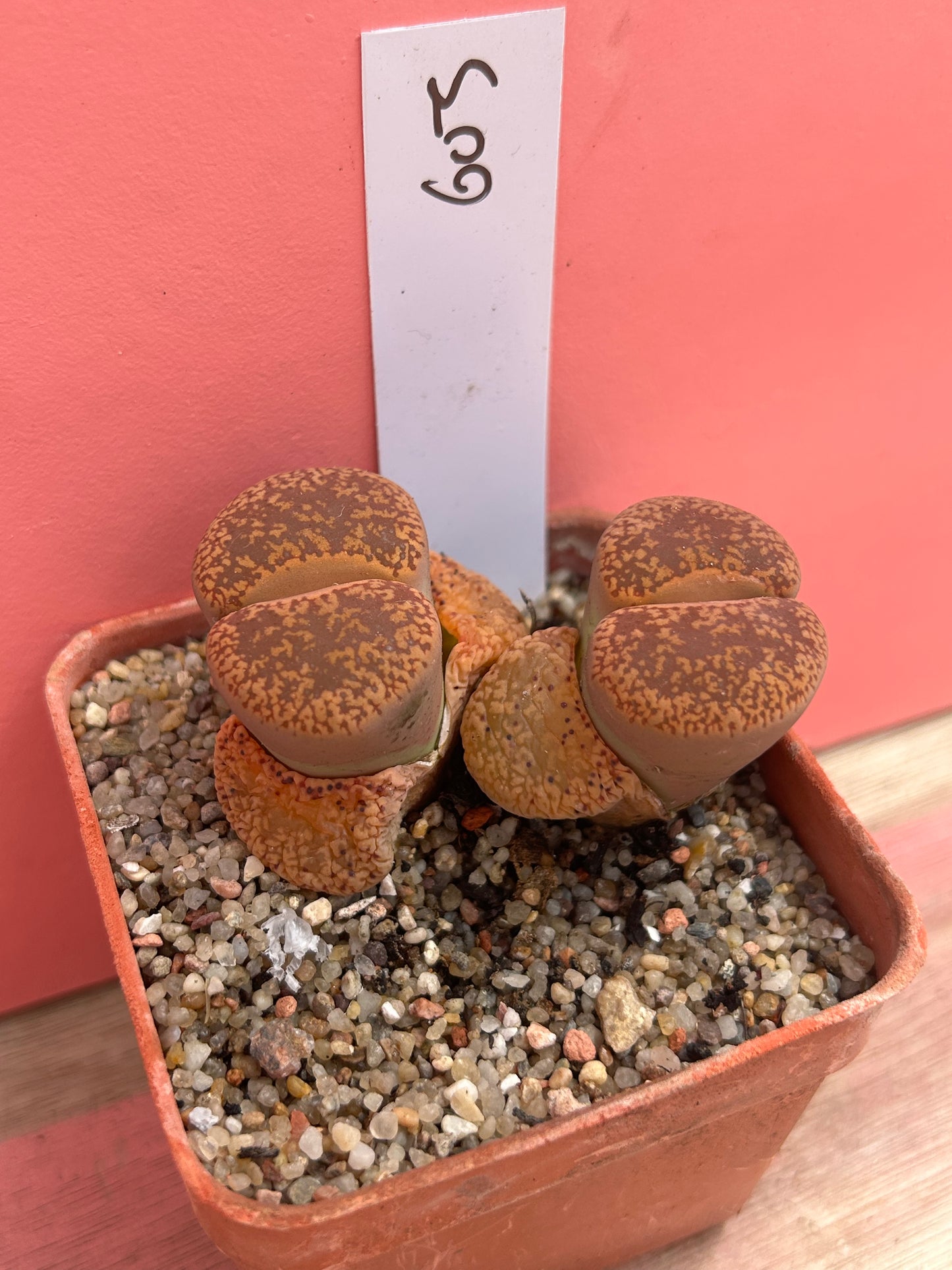 Lithops aucampiae 'dark wine' (603)