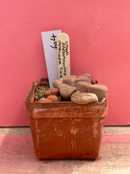 Lithops karasmontana v. immaculata (604)