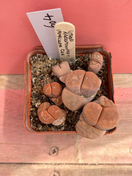 Lithops karasmontana v. immaculata (604)
