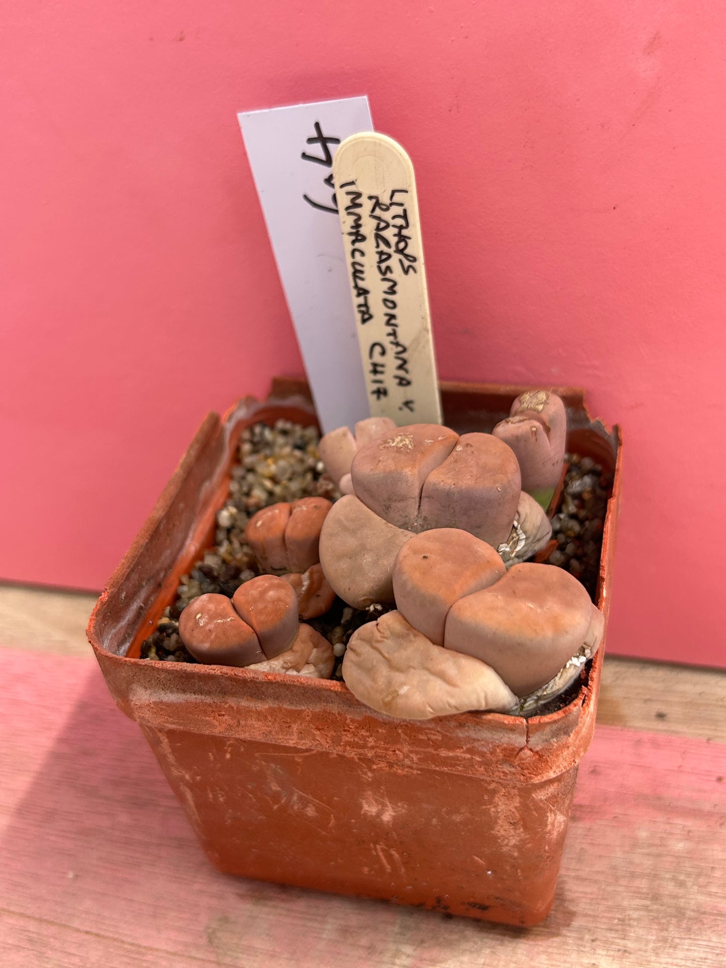 Lithops karasmontana v. immaculata (604)