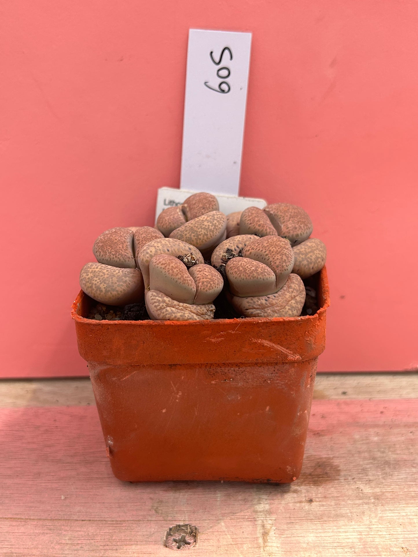 Lithops terricolour 'Prince Albert' (605)