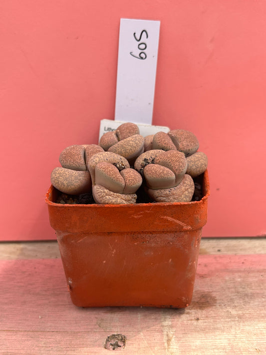 Lithops terricolour 'Prince Albert' (605)