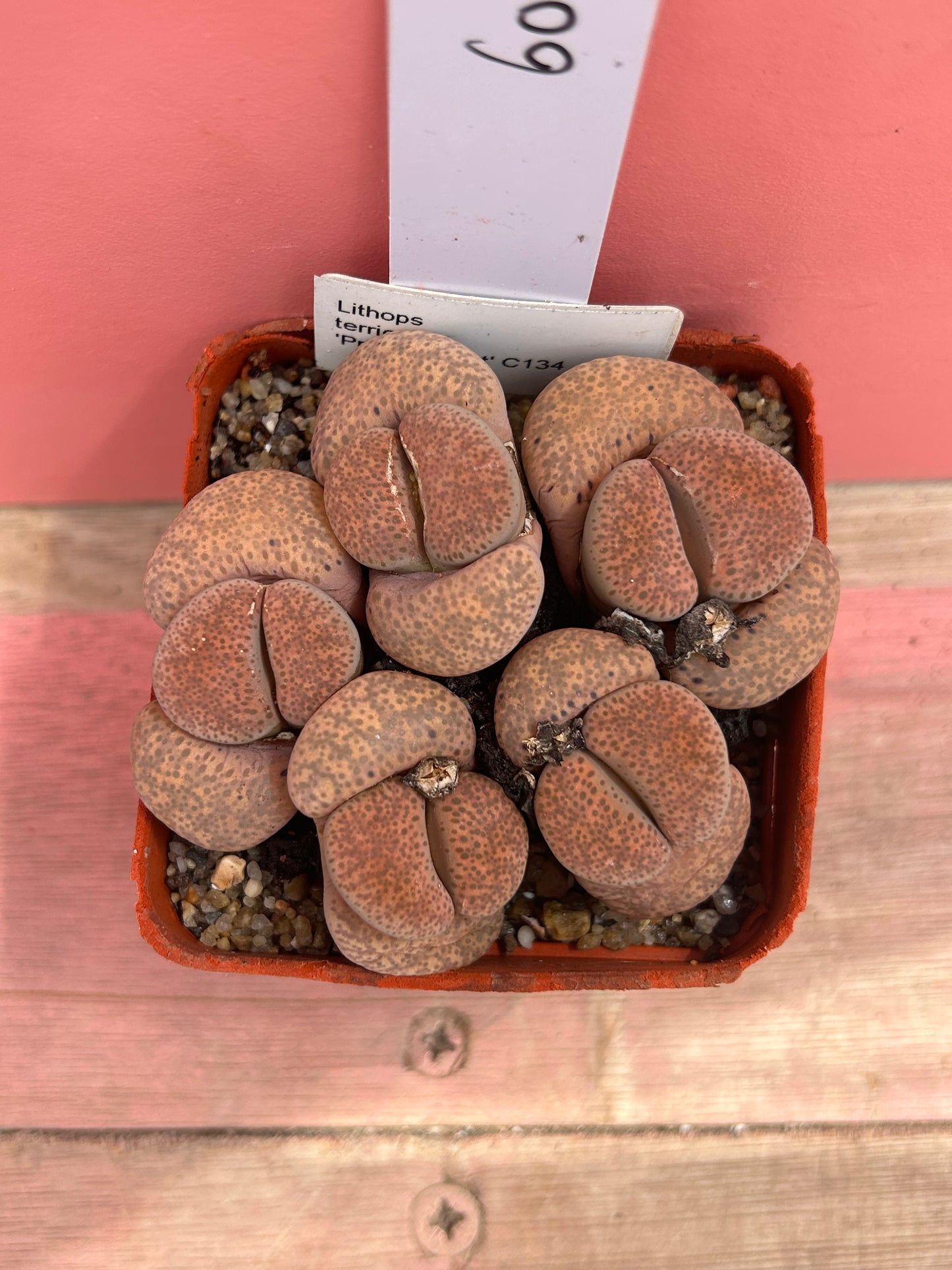 Lithops terricolour 'Prince Albert' (605)