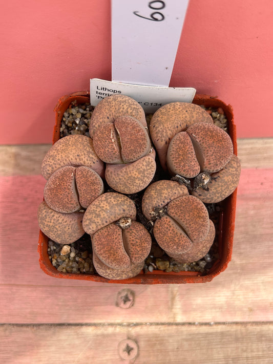 Lithops terricolour 'Prince Albert' (605)