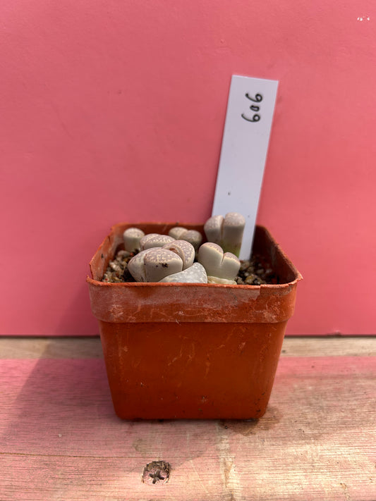 Lithops species (606)