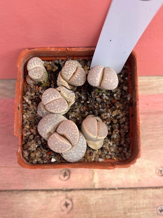 Lithops species (606)
