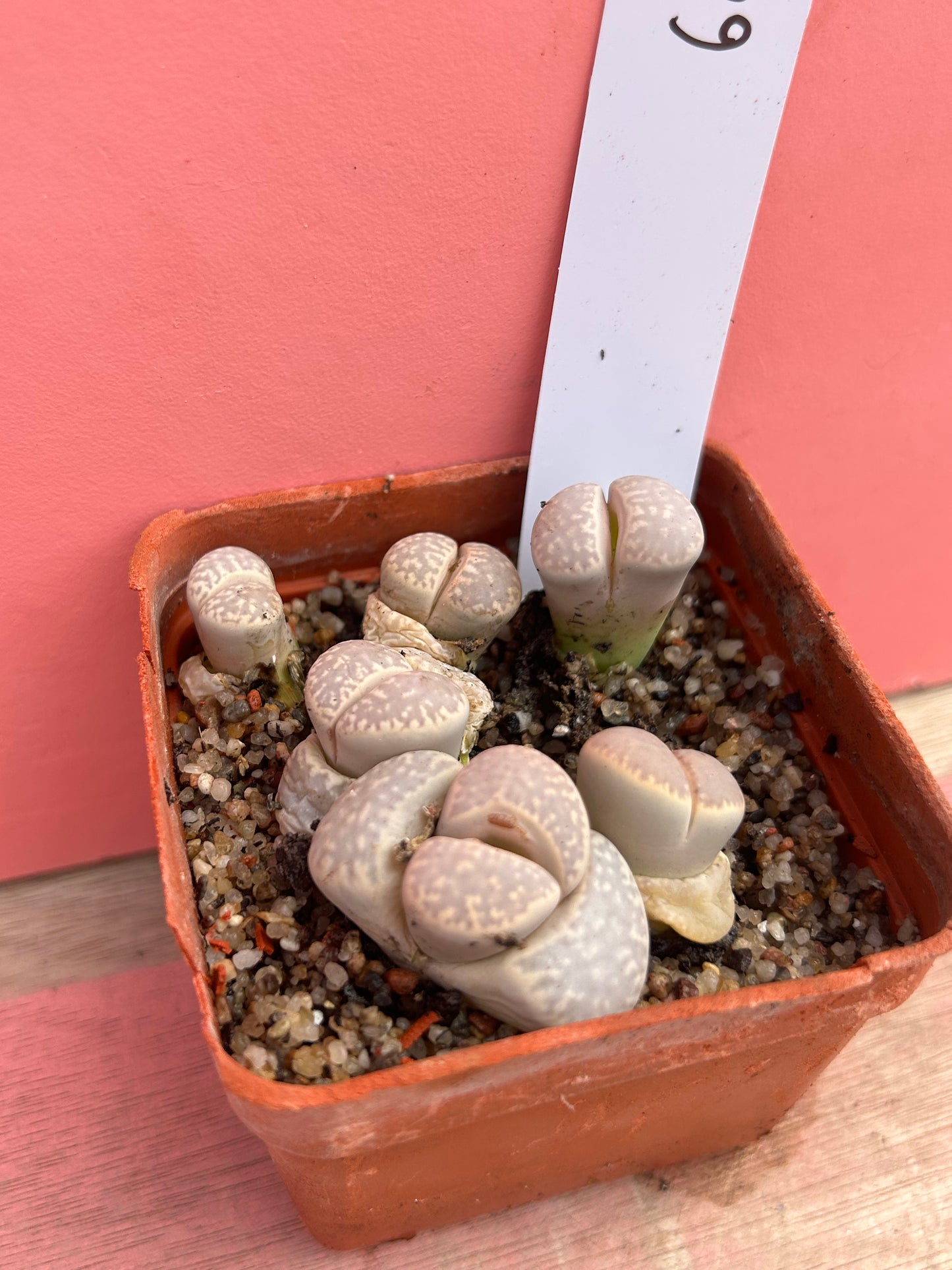 Lithops species (606)