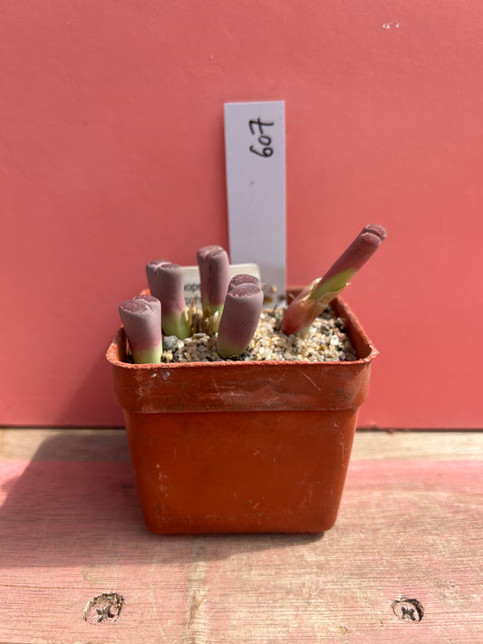 Lithops salicola 'balchus' (607)
