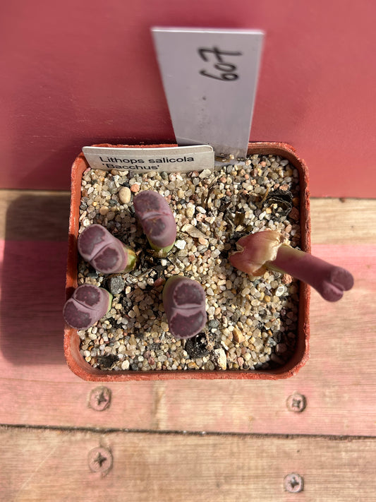 Lithops salicola 'balchus' (607)