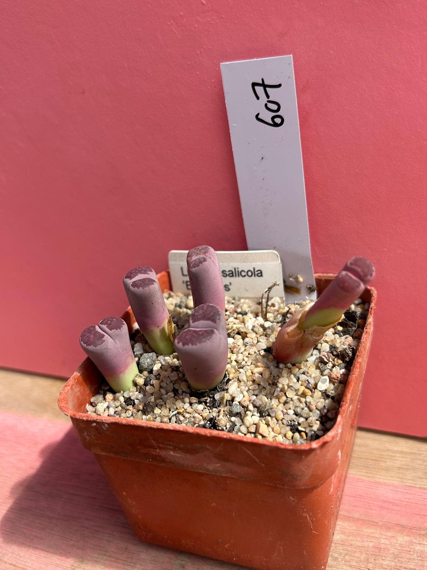 Lithops salicola 'balchus' (607)