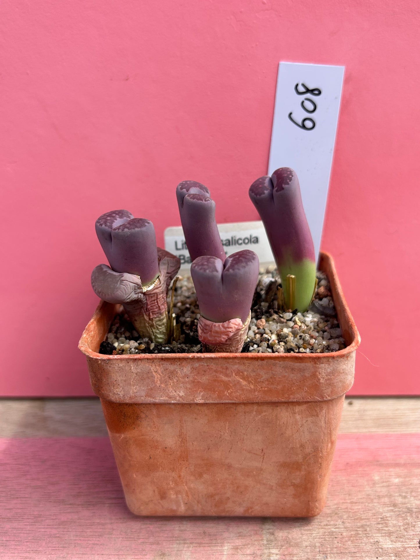 Lithops salicola 'balchus' (608)