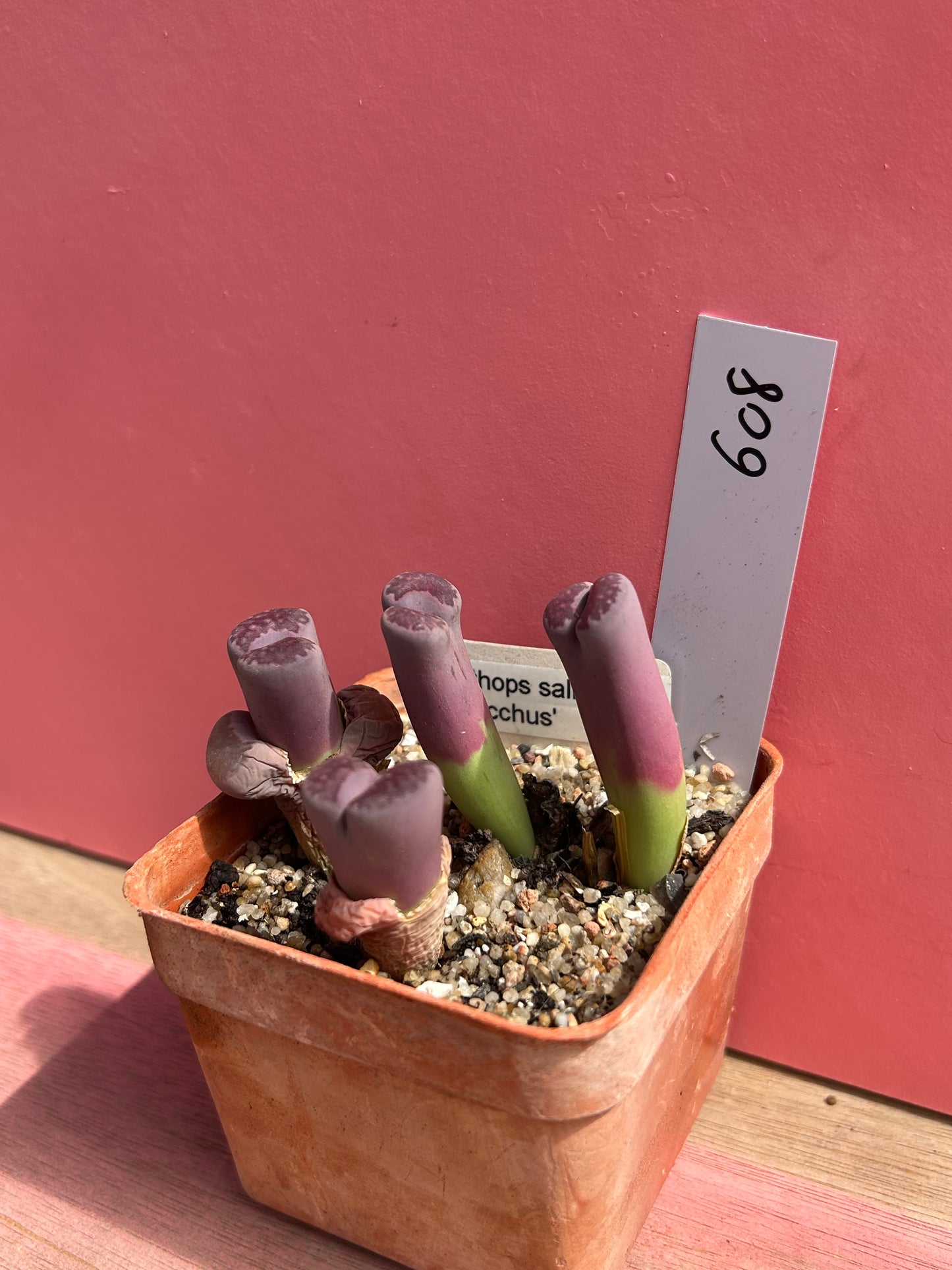 Lithops salicola 'balchus' (608)
