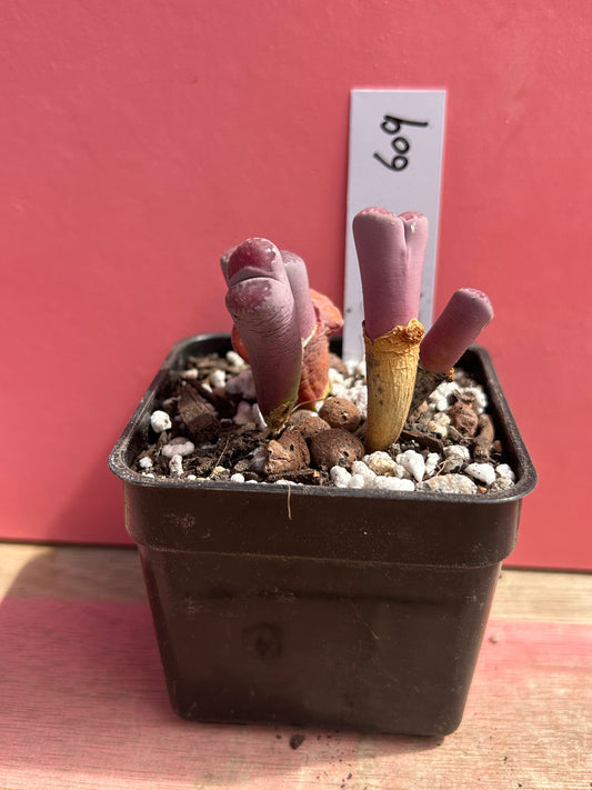 Lithops salicola 'balchus' (609)