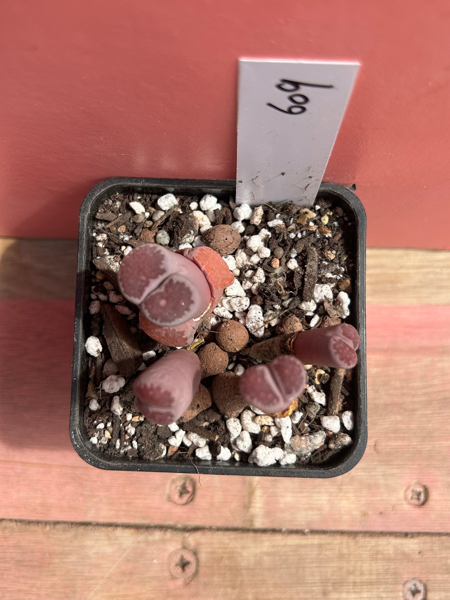 Lithops salicola 'balchus' (609)