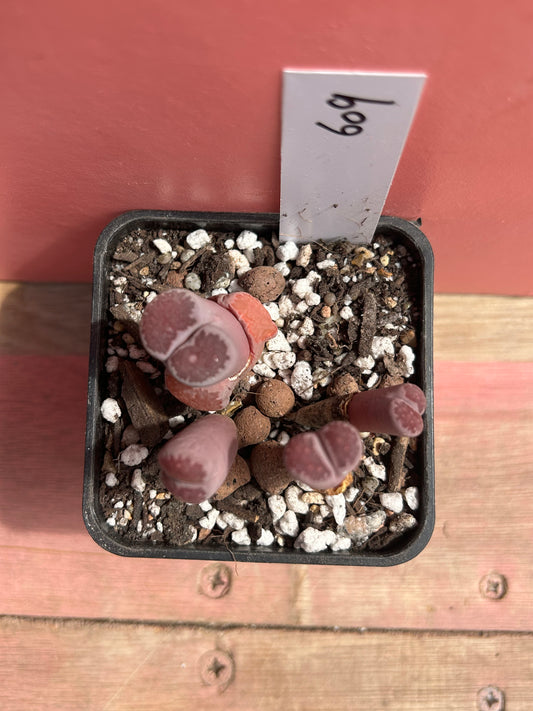 Lithops salicola 'balchus' (609)
