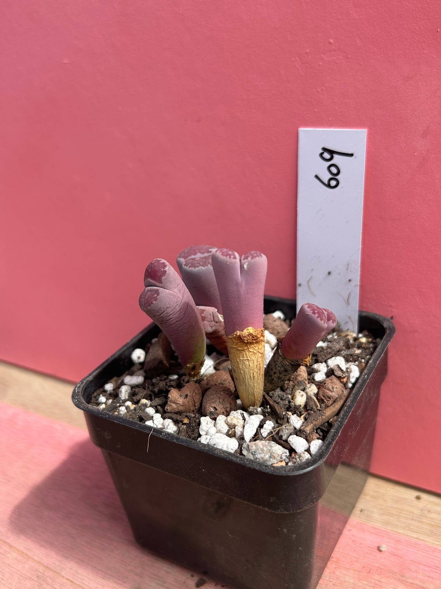 Lithops salicola 'balchus' (609)