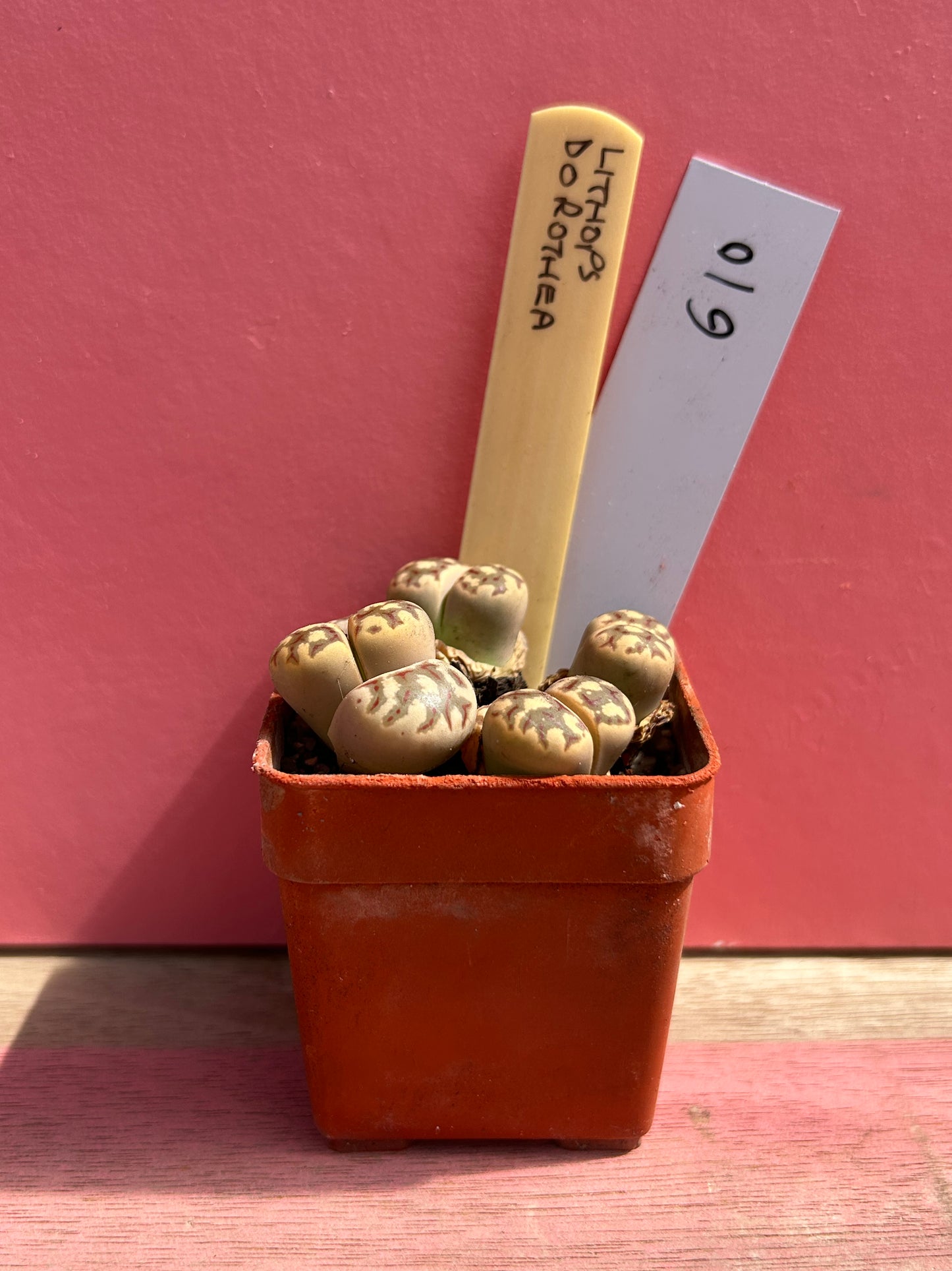 Lithops dorothea (610)