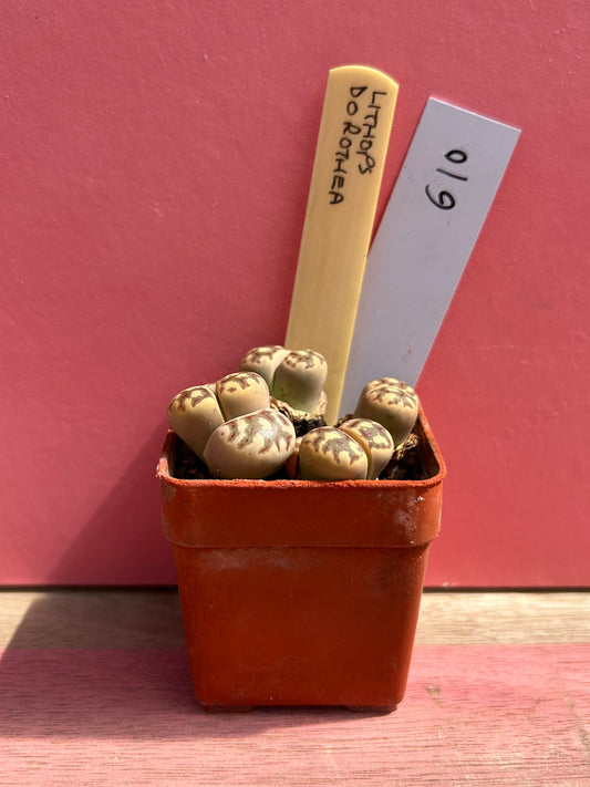 Lithops dorothea (610)