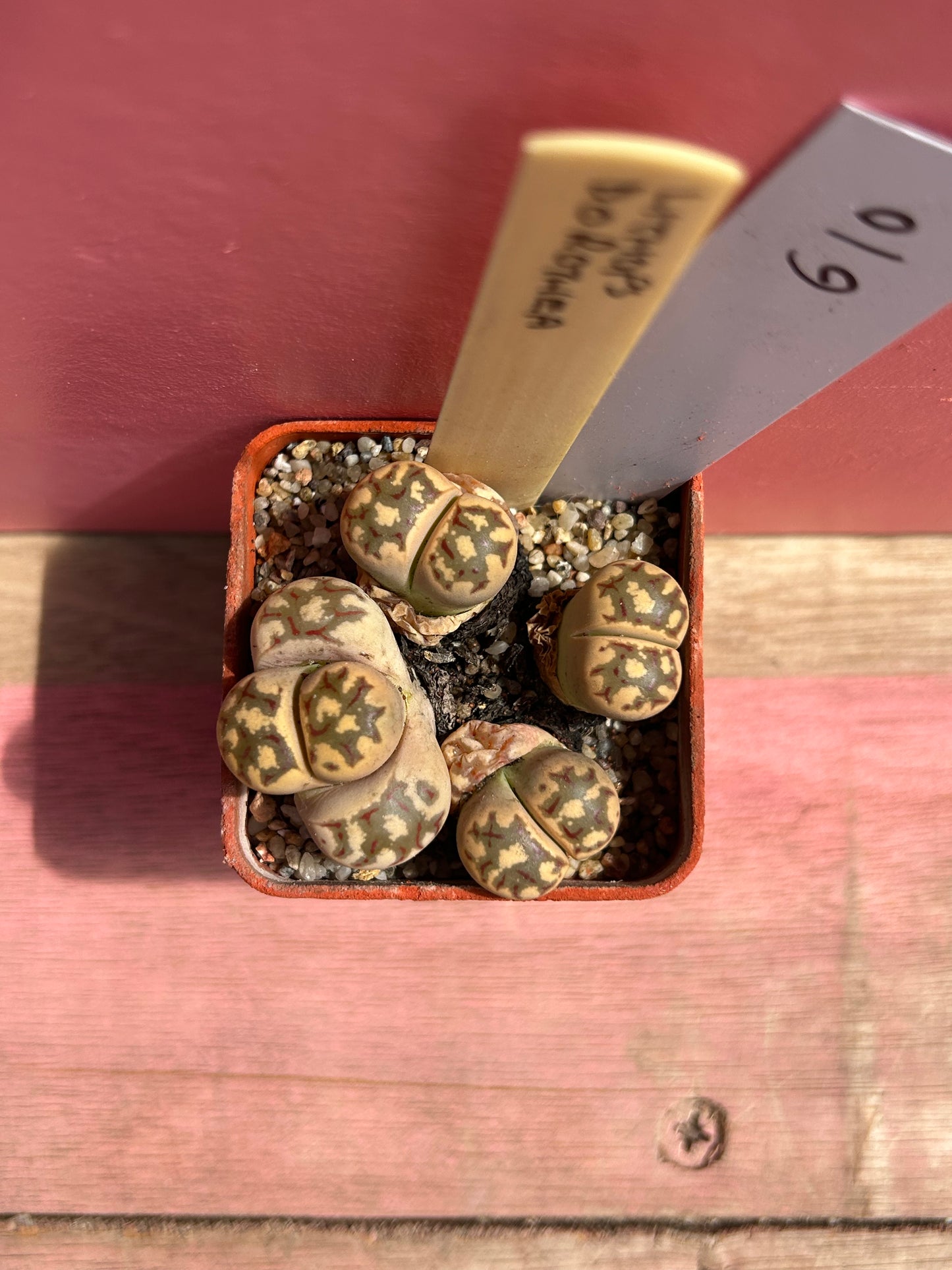 Lithops dorothea (610)