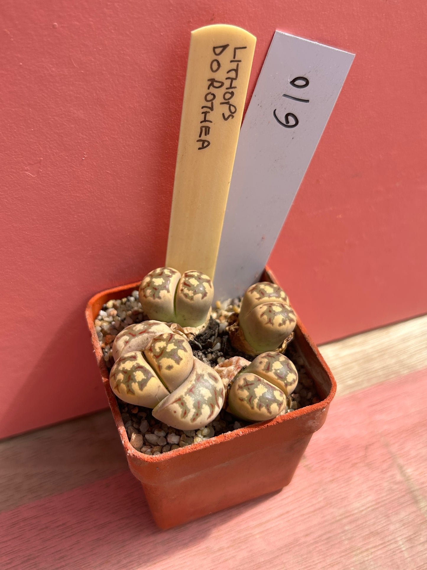 Lithops dorothea (610)