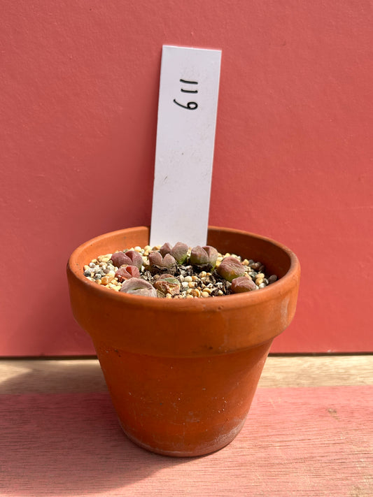 Lithops species (611)