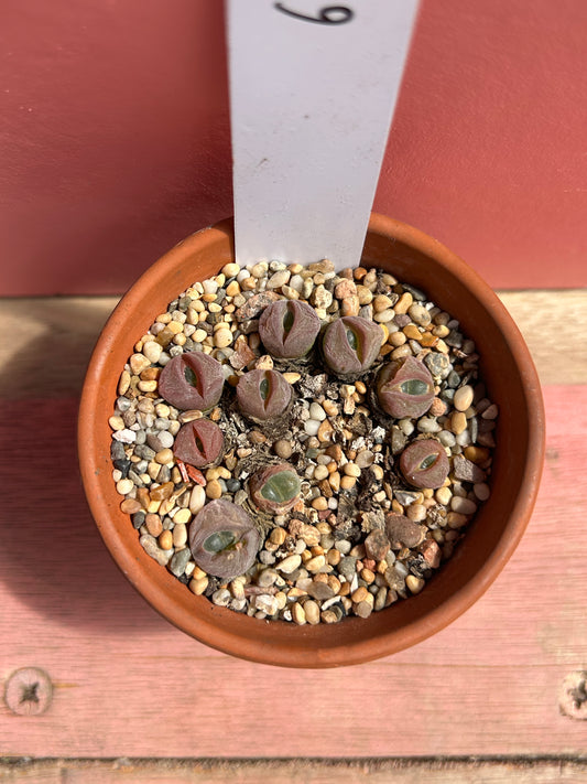 Lithops species (611)