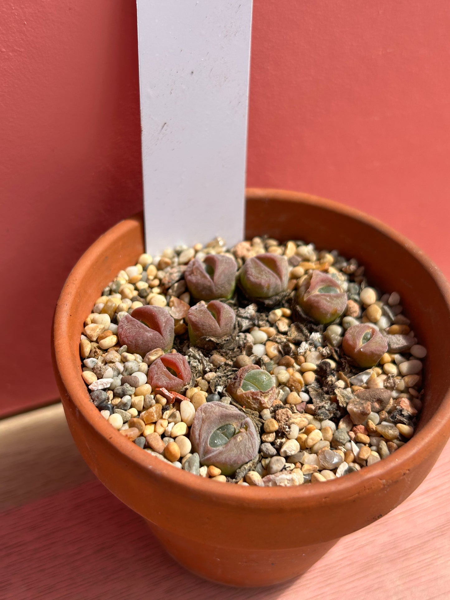 Lithops species (611)