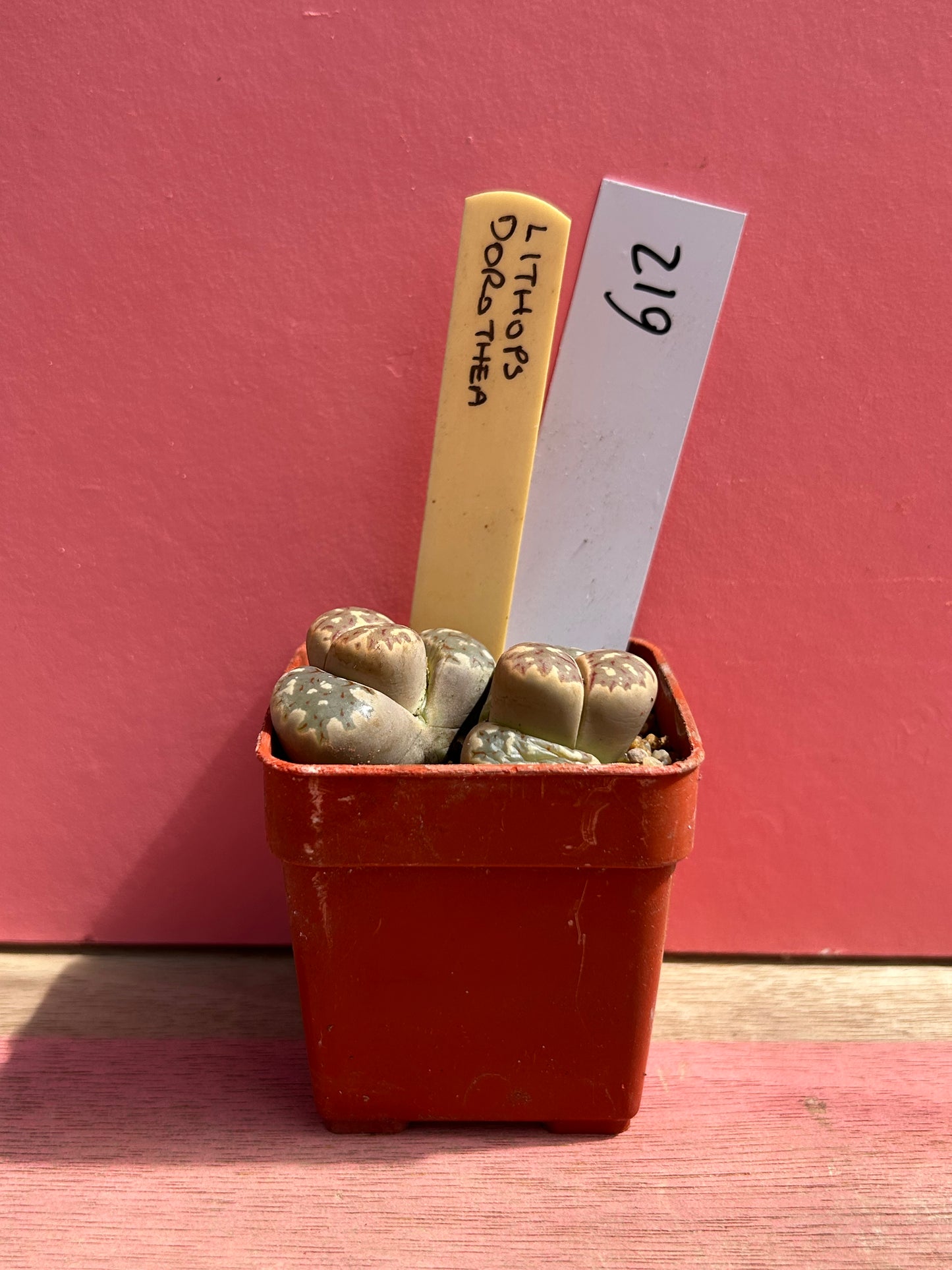 Lithops dorothea (612)
