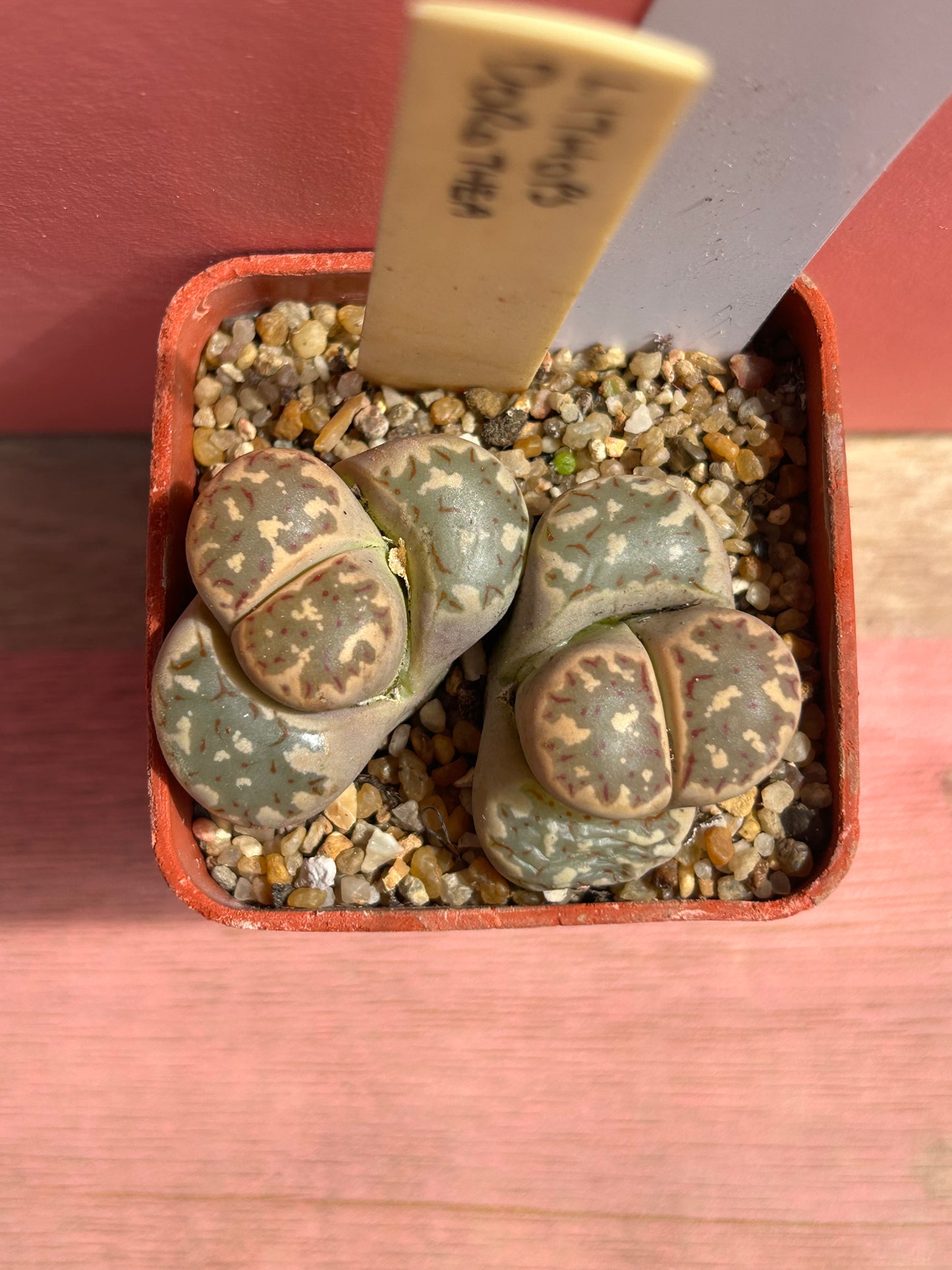 Lithops dorothea (612)