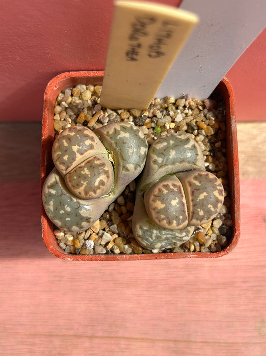 Lithops dorothea (612)