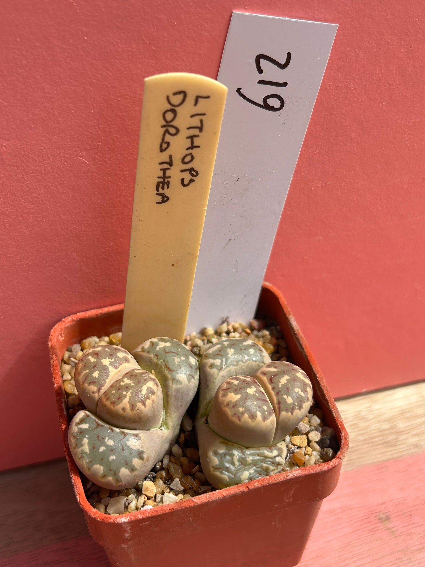 Lithops dorothea (612)