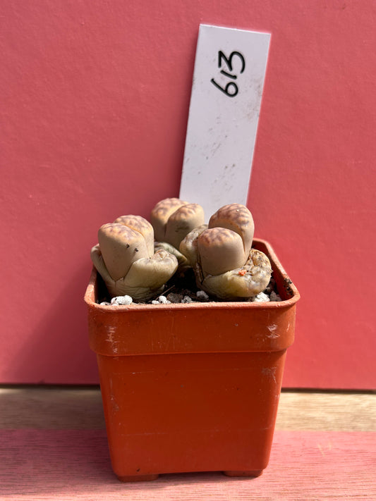Lithops marmorata (613)