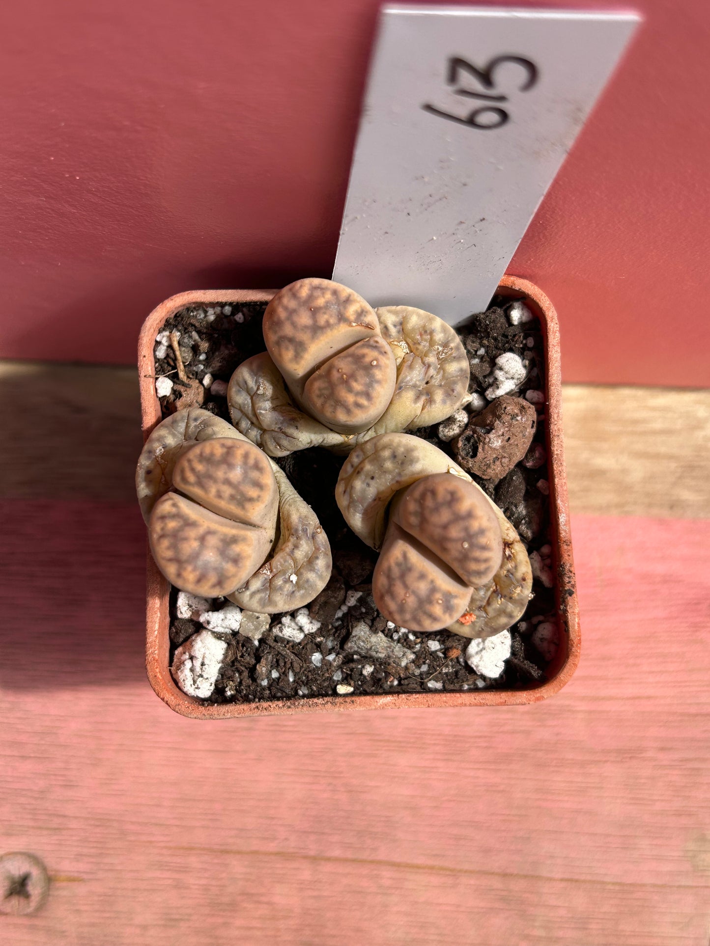 Lithops marmorata (613)