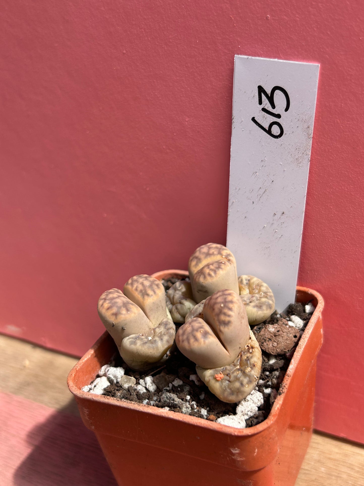 Lithops marmorata (613)