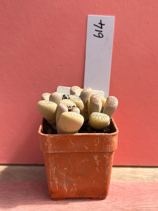 Lithops species (614)